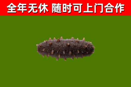 林州市回收海参干